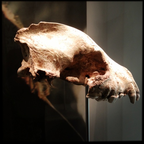 Creswell CragsLion Skull